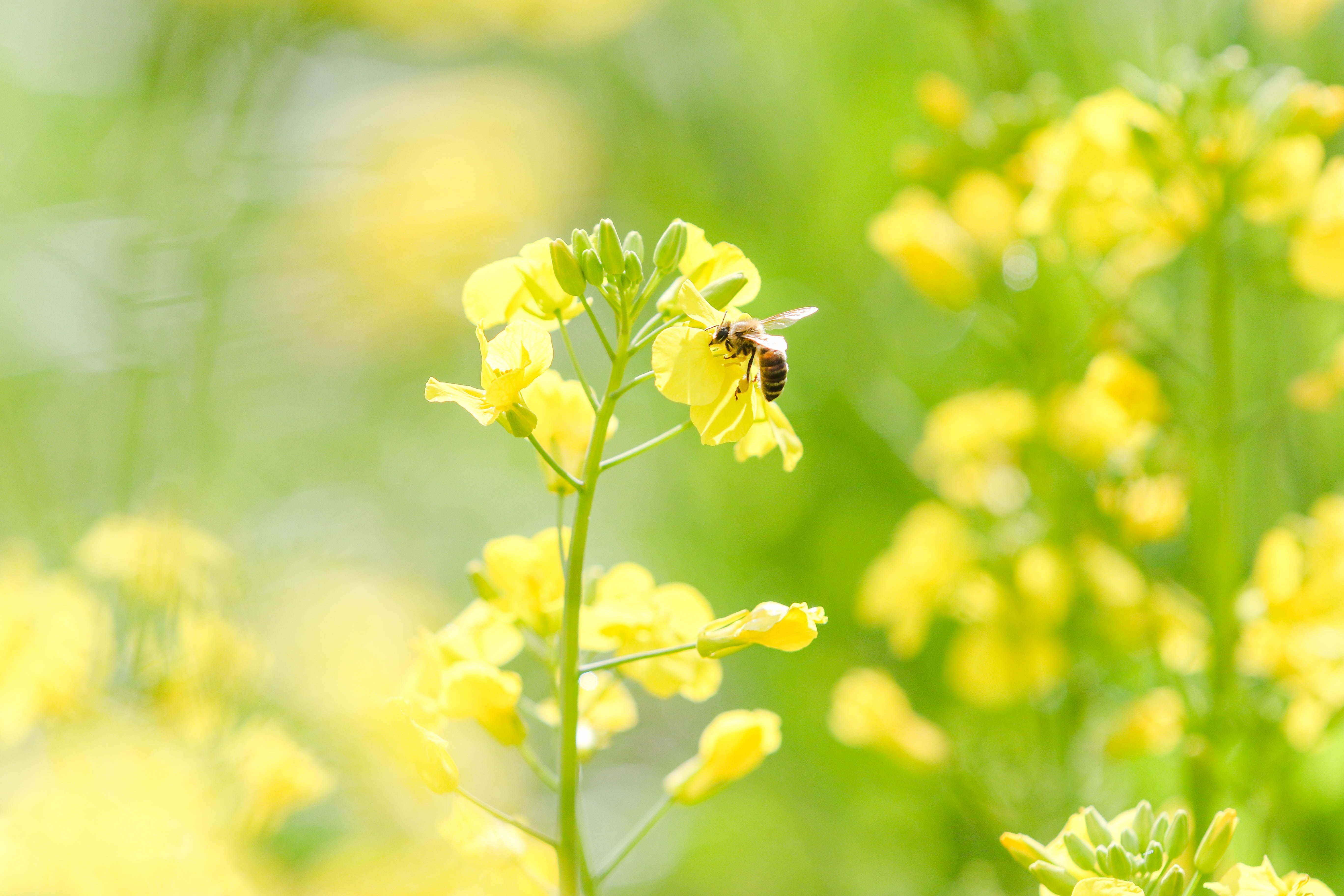 Re Set Of Biosecurity System Required Building A More Profitable And